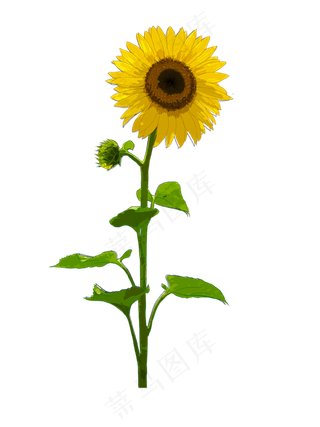 手绘花卉向日葵花