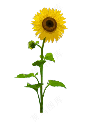 手绘花卉向日葵花