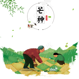 芒种节气时田野里插秧的老奶奶