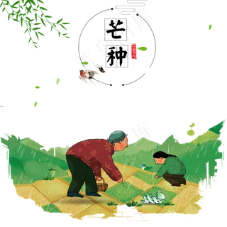 芒种节气时田野里插秧的老奶奶