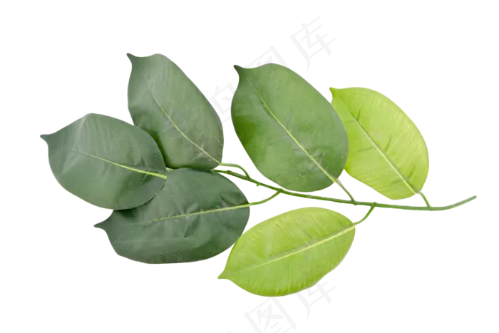 嫩绿树叶叶子(2000X2000(DPI:300))psd模版下载