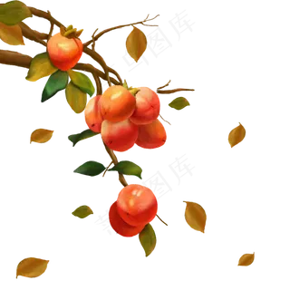 手绘秋冬水果之柿子