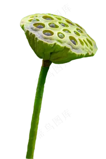 荷花莲蓬头 荷花莲蓬头