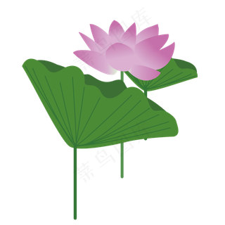 荷花季绿色植物荷花荷叶手绘清新