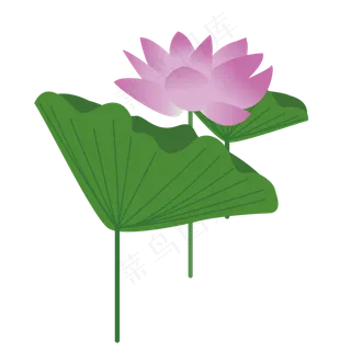 荷花季绿色植物荷花荷叶手绘清新