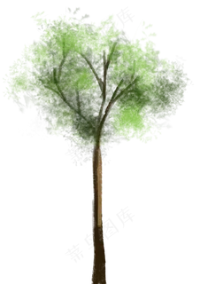 棕榈树棕榈叶子