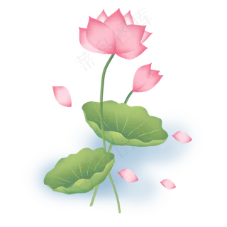 水中荷花花瓣飘落