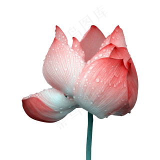 下雨天的荷花花朵