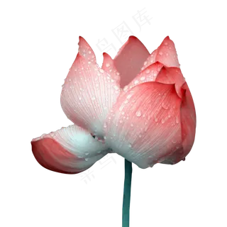 下雨天的荷花花朵