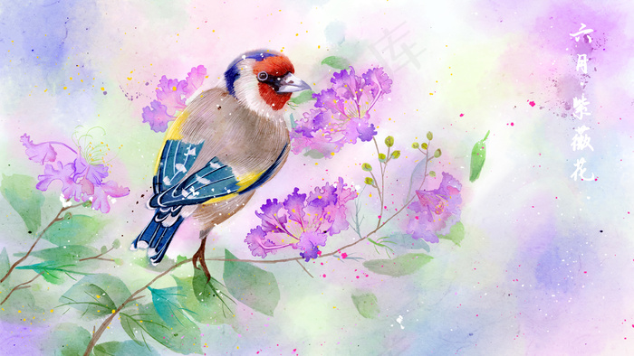 水彩花鸟画十二月花信之六月紫薇花(2880*1620px 300 dpi )psd模版下载
