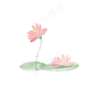 春季池塘荷花植物