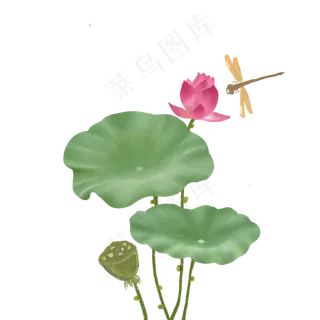 清新雅致的荷花图案