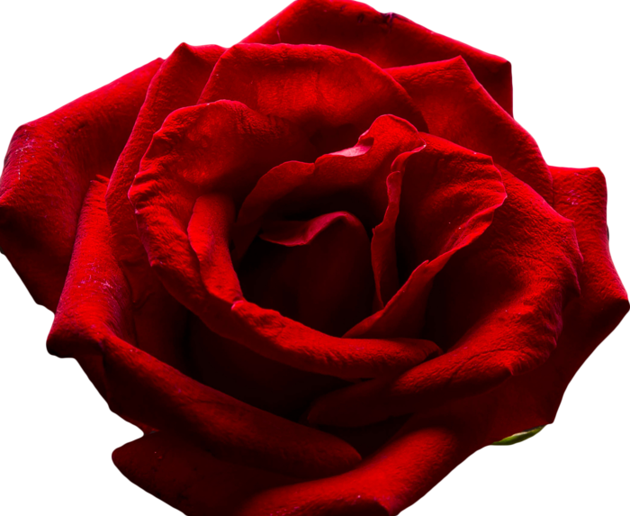 红玫瑰玫瑰花,免抠元素