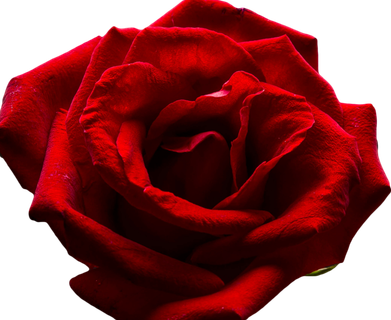 红玫瑰玫瑰花,免抠元素