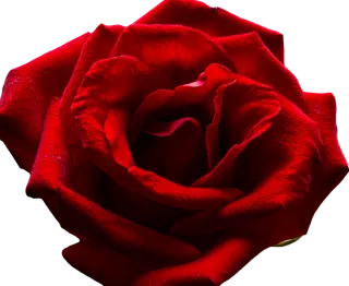 红玫瑰玫瑰花,免抠元素