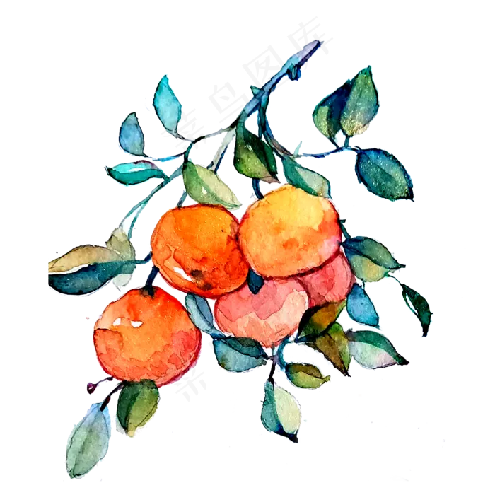 橘子橙子柑桔美味维生素春PNG(3000X3000(DPI:300))psd模版下载