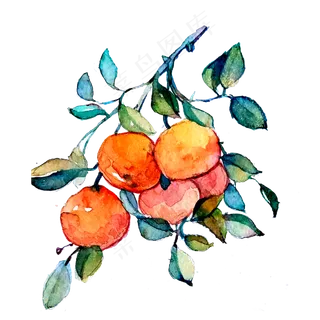 橘子橙子柑桔美味维生素春PNG