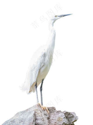 宠物动物白鹭,免抠元素