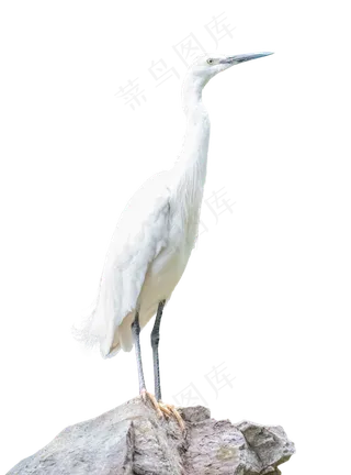 宠物动物白鹭,免抠元素