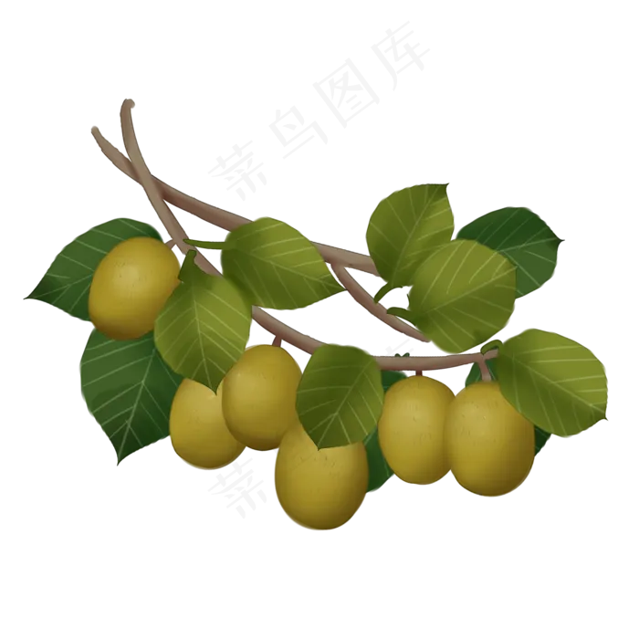 一束猕猴桃插图装饰,免抠元素(2000*2000px 300 dpi )psd模版下载