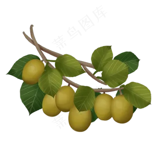 一束猕猴桃插图装饰,免抠元素
