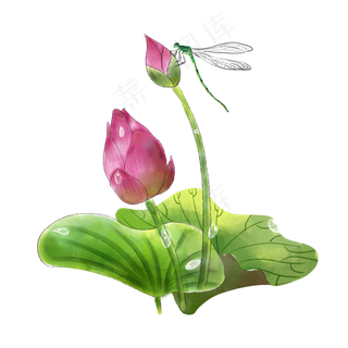 荷花花苞含苞待放蜻蜓池塘PNG