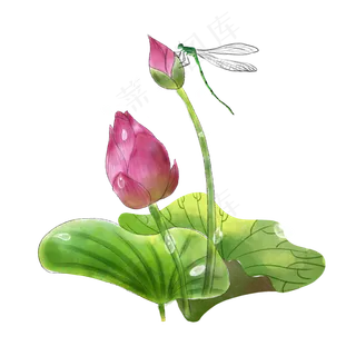荷花花苞含苞待放蜻蜓池塘PNG