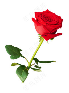 情人节红色玫瑰花,免抠元素