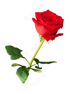 情人节红色玫瑰花,免抠元素