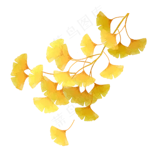 秋天银杏树枝落叶