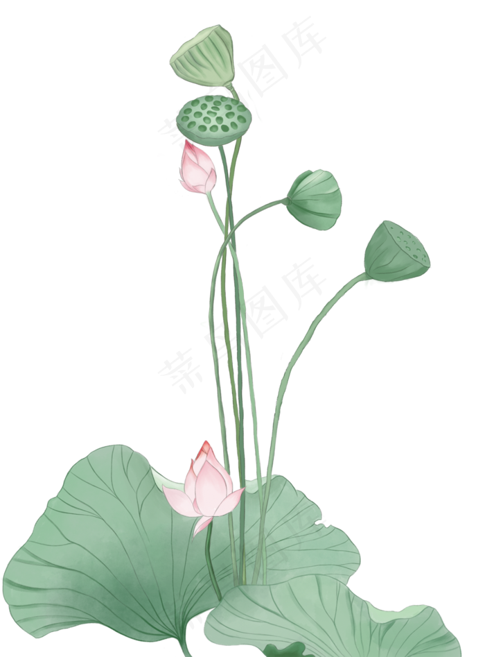 荷花荷叶莲藕(1478X2000(DPI:300))psd模版下载