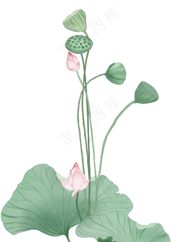 荷花荷叶莲藕(1478X2000(DPI:300))psd模版下载