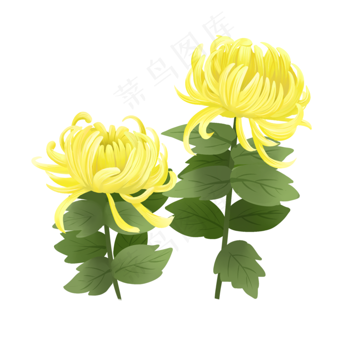 手绘花鲜花素材菊花秋菊(2000X2000(DPI:300))psd模版下载