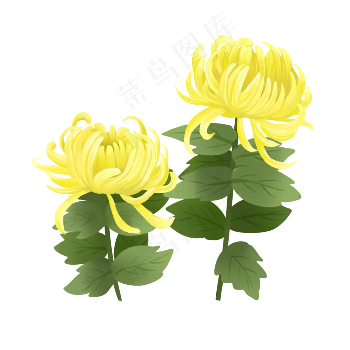 手绘花鲜花素材菊花秋菊(2000X2000(DPI:300))psd模版下载