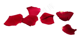 红色玫瑰花瓣