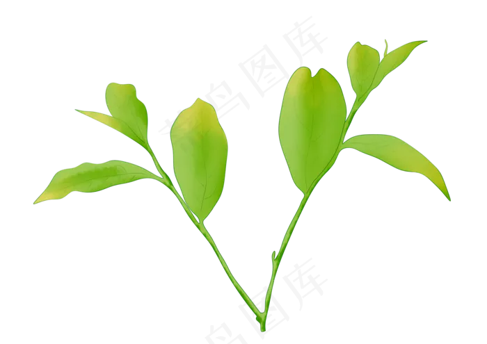 分叉植物树叶插图(3508X2480(DPI:300))psd模版下载