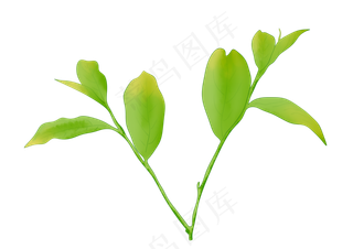 分叉植物树叶插图