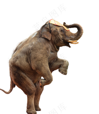大象表演站立,免抠元素