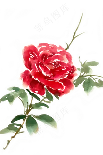 水彩花卉红色玫瑰花