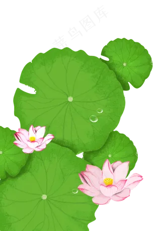 夏季荷叶荷花png素材