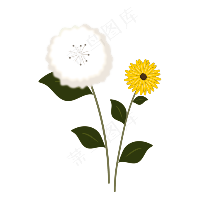 春天植物白色蒲公英花朵,免抠元素