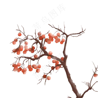 积满霜雪的柿子树