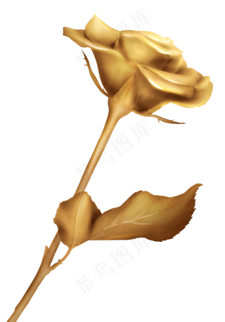 金色玫瑰