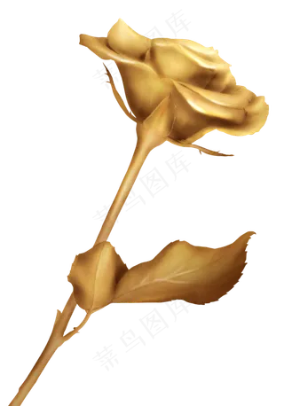 金色玫瑰