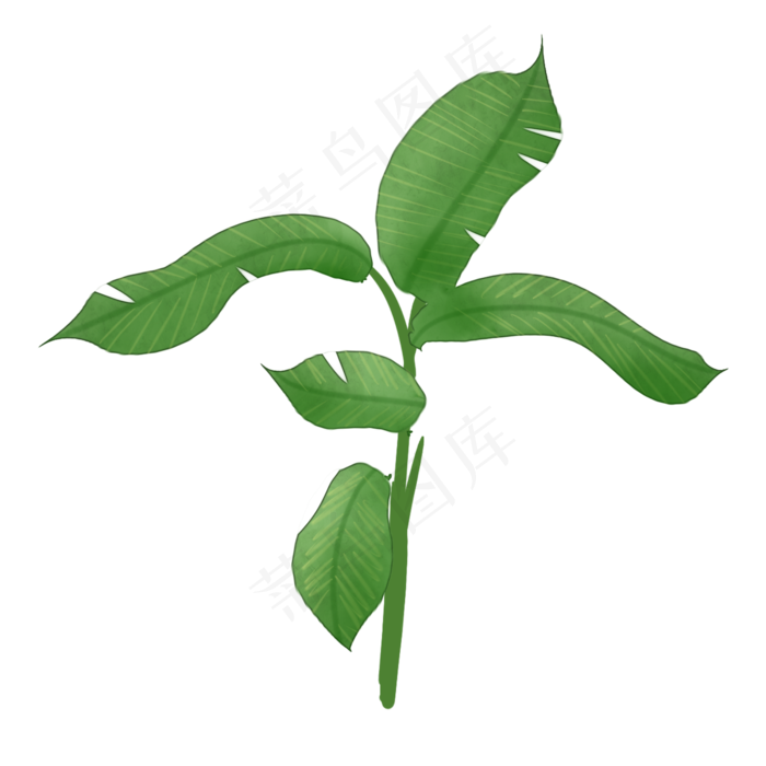 一株热带植物免抠插图(2000X2000(DPI:300))psd模版下载