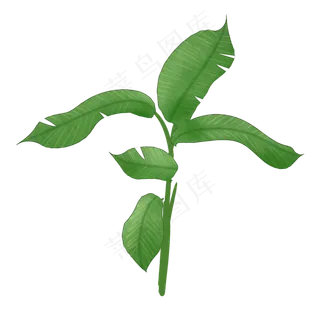 一株热带植物免抠插图 一株热带植物免抠插图