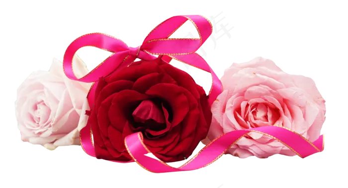 三枝玫瑰花(3694*2000px 300 dpi )