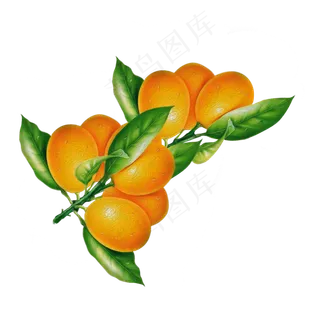 手绘芒种芒果PNG素材