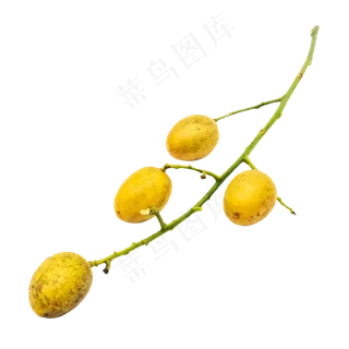 沙棘黄色水果