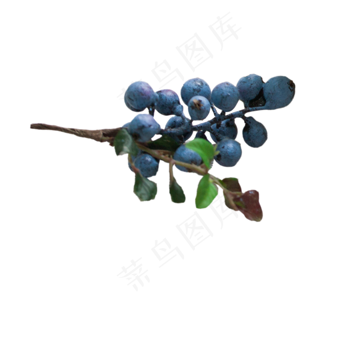 一串蓝莓水果下载